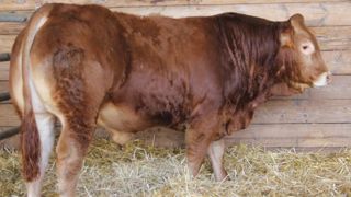 Une deuxième vente rassurante à Lanaud Une deuxième vente rassurante à Lanaud