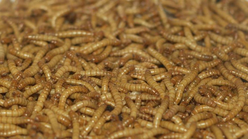 La production française d’insectes franchit un cap