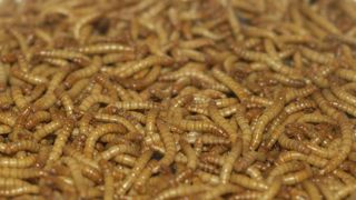La production française d’insectes franchit un cap La production française d’insectes franchit un cap
