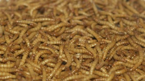 La production française d’insectes franchit un cap La production française d’insectes franchit un cap