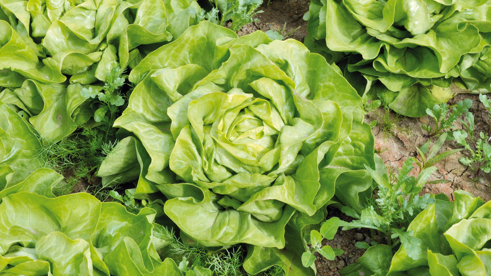 Les cours de la laitue s’emballent