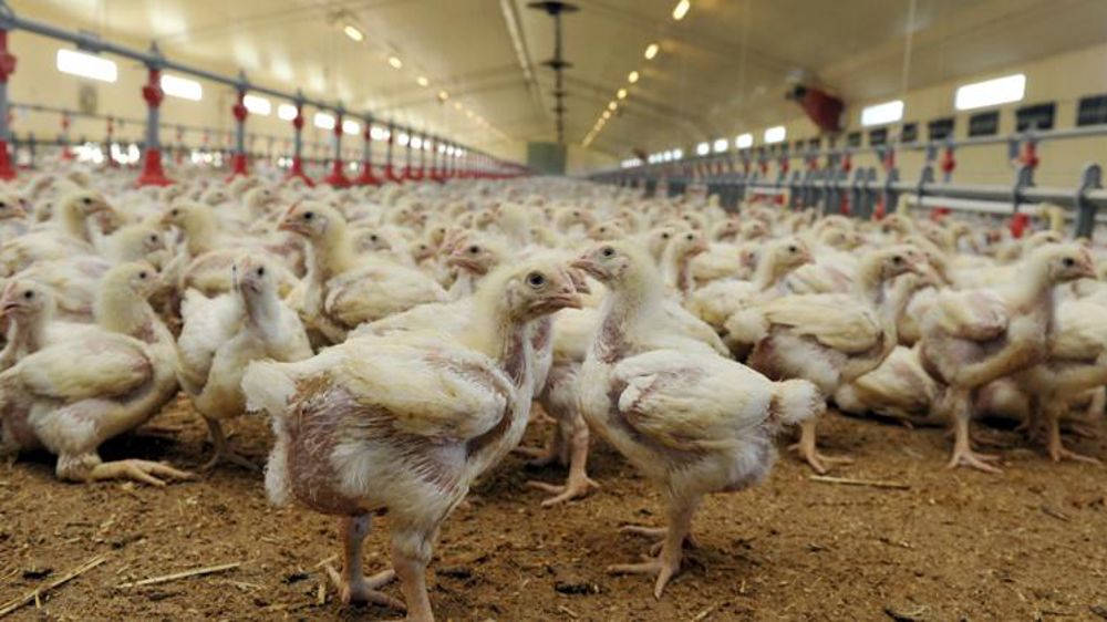 Les « meilleures techniques disponibles » en élevage validées par l’UE