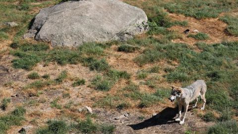 Échanger plus vite sur le loup Échanger plus vite sur le loup