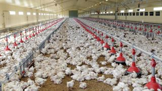 Repli des abattages en janvier Repli des abattages en janvier
