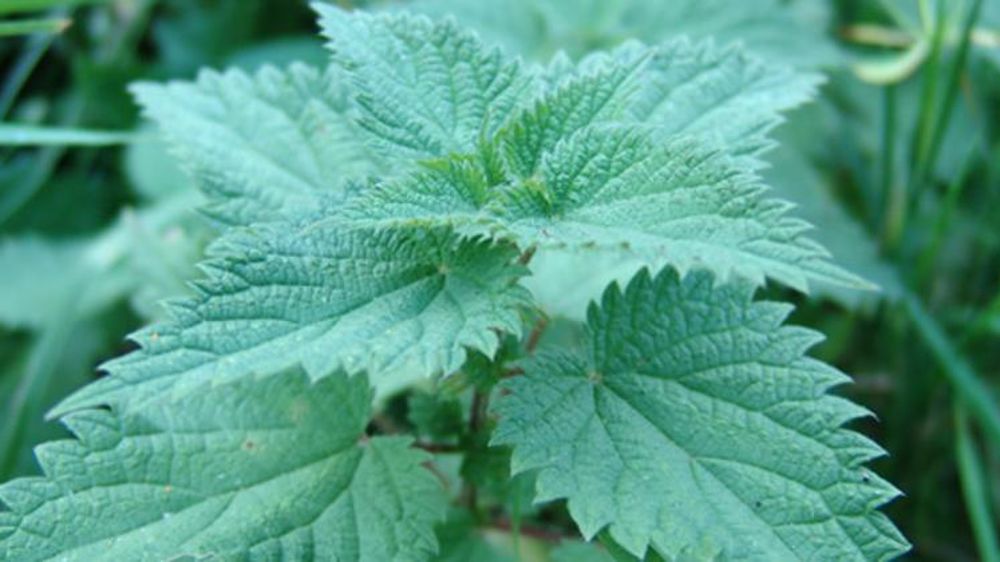 © Anarkman/Wikipedia