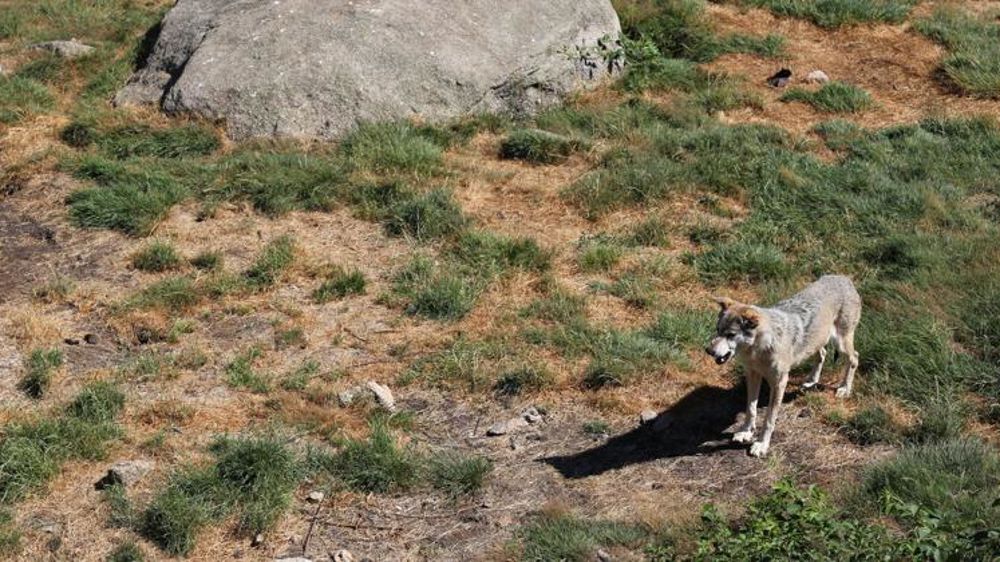 Les loups étendent leur territoire Les loups étendent leur territoire