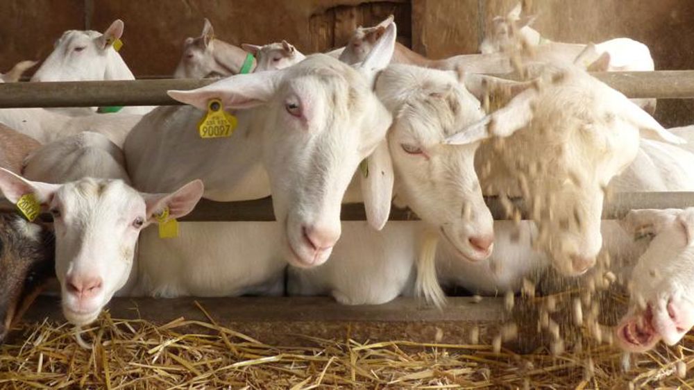 Davantage d’aliments pour les ruminants en février