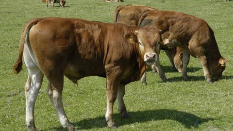 Broutards limousins © P. Crapon/GFA Broutards limousins © P. Crapon/GFA