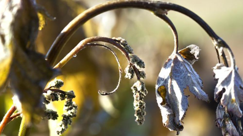 Grappes de raisin et rameau de vigne gelés au matin du 27 avril 2017, dans le vignoble de Bordeaux. © Philippe Roy