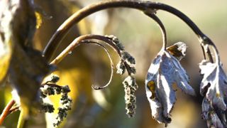 Grappes de raisin et rameau de vigne gelés au matin du 27 avril 2017, dans le vignoble de Bordeaux. © Philippe Roy Grappes de raisin et rameau de vigne gelés au matin du 27 avril 2017, dans le vignoble de Bordeaux. © Philippe Roy