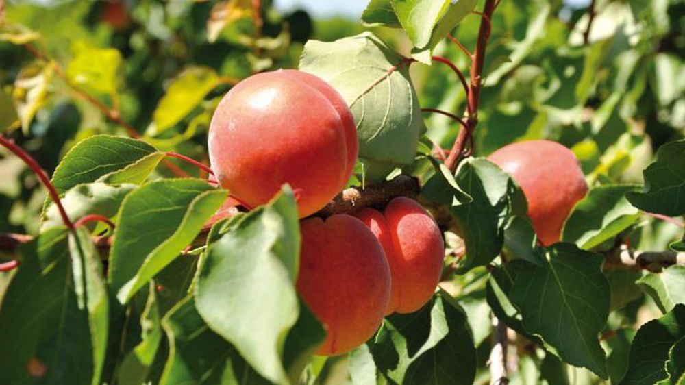 © Philippe Dufour/Interfel