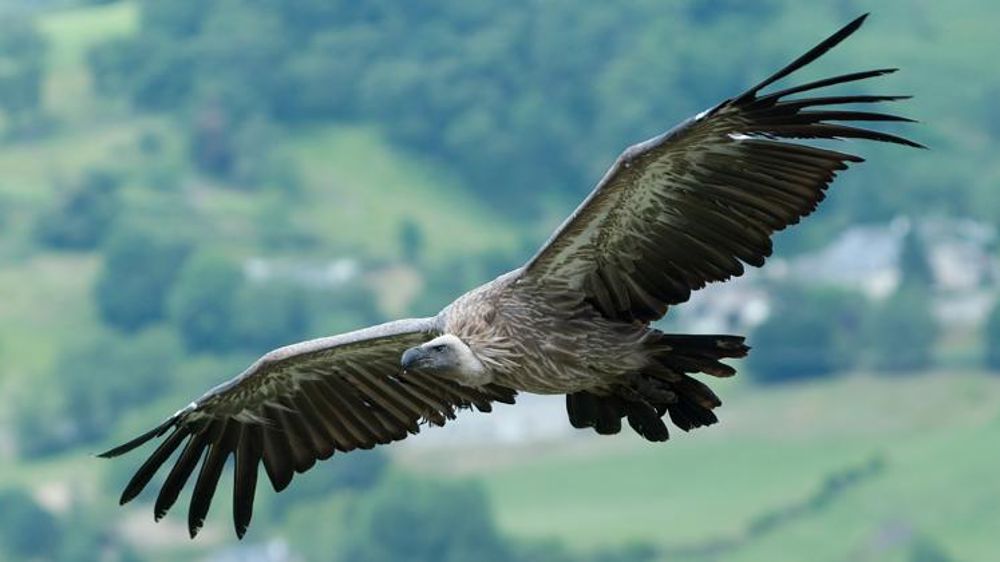 Des vautours tuent une vache pendant le vêlage