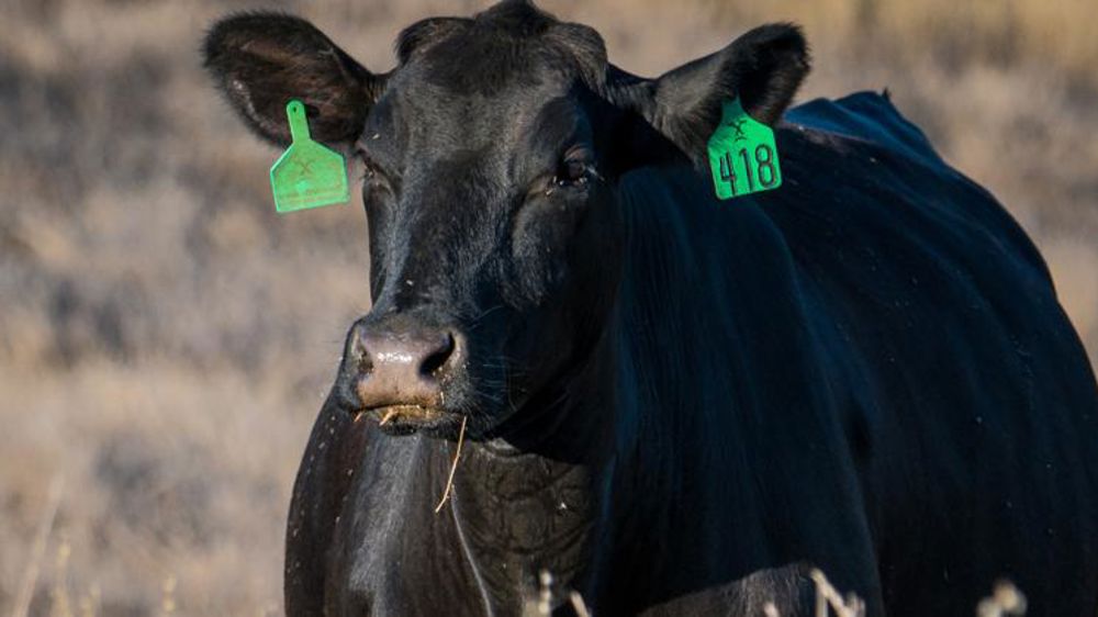 La Chine s’ouvre au bœuf américain