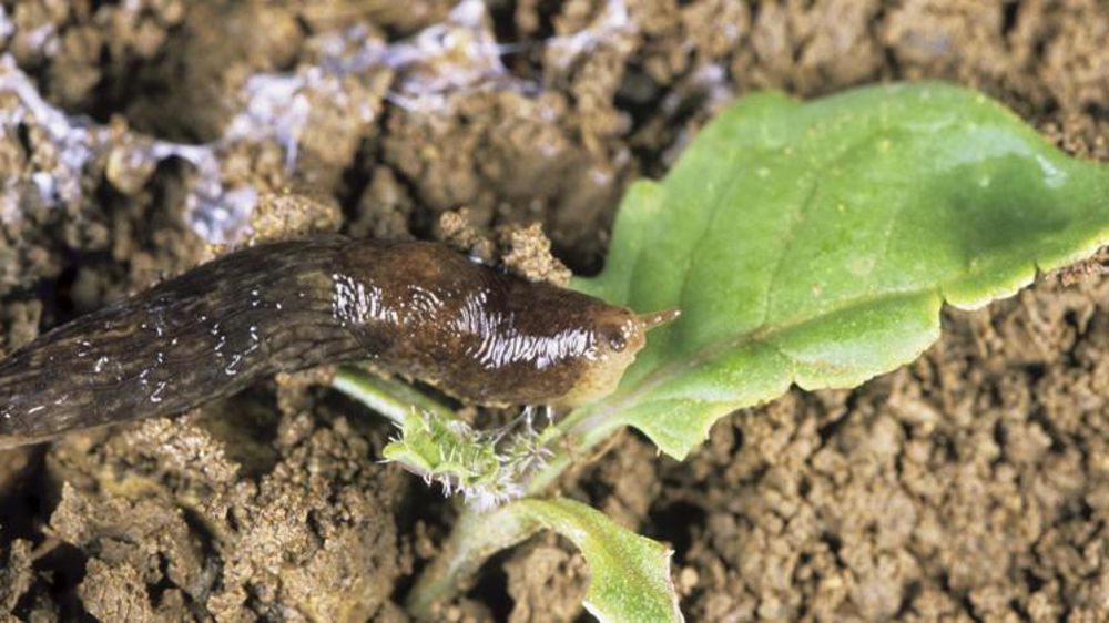 Cinq techniques d’économie promues