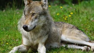 La population de loups « explose » La population de loups « explose »