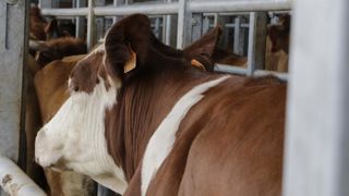L’Efsa a planché sur l’abattage des femelles gestantes L’Efsa a planché sur l’abattage des femelles gestantes