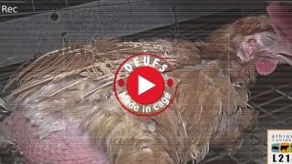 Une vidéo de L214 épingle un élevage de poules Une vidéo de L214 épingle un élevage de poules