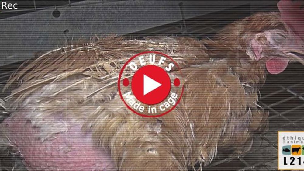 « Aucune non-conformité » dans l’élevage mis en cause par L214