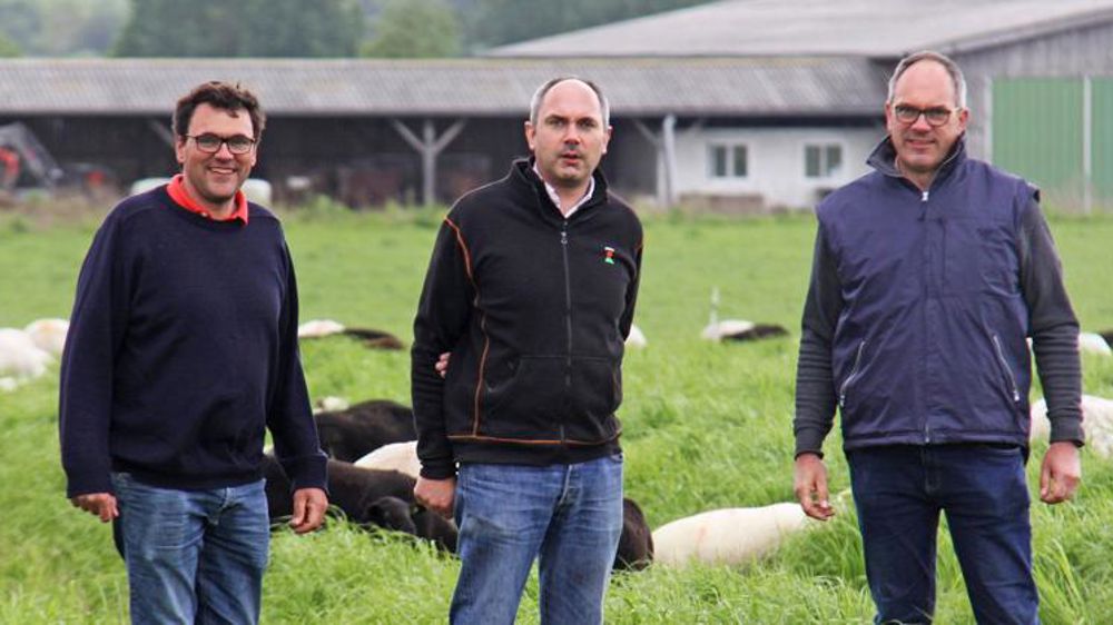 Des ovins pour valoriser les couverts végétaux