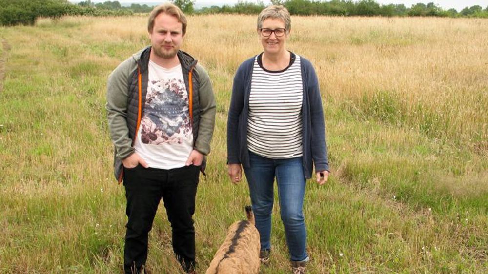 Des milliers de chevreaux à engraisser