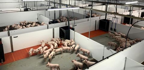 L’innovation principale du bâtiment de post-sevrage est la dalle chauffante. © Porcherie du Battant