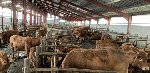 Un nouveau bâtiment en logettes abrite le troupeau limousin depuis 2017. © Monique Roque