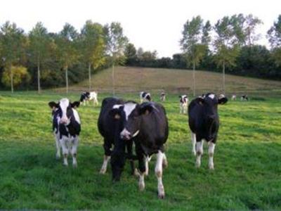 Troupeau de Prim'Holsteins au champ