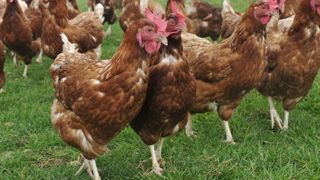 Vers une production plus en phase avec le bien-être animal Vers une production plus en phase avec le bien-être animal