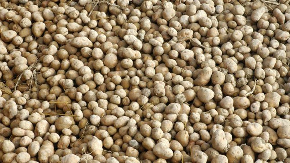 Des emblavements en 2017 à connecter aux besoins du marché