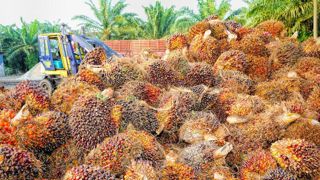 L’Indonésie va interdire ses exportations d’huile de palme L’Indonésie va interdire ses exportations d’huile de palme