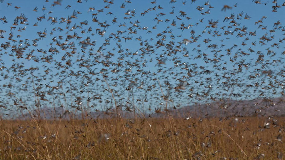 Une invasion de criquets menace l’Afrique de l’Est