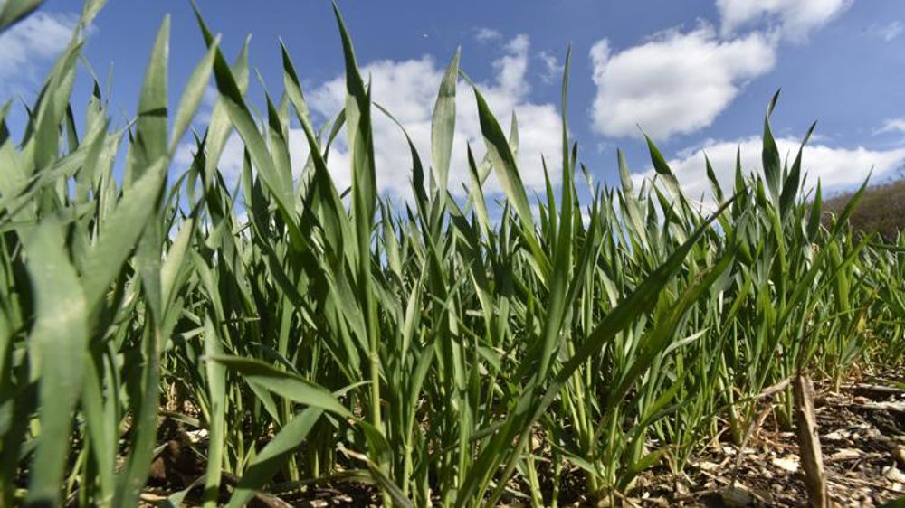 Les surfaces de blé tendre reculent de 5,6 %