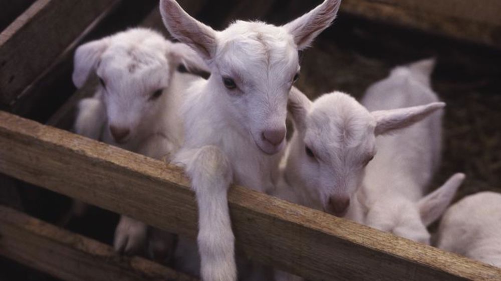 « La valorisation de Pâques est anéantie »