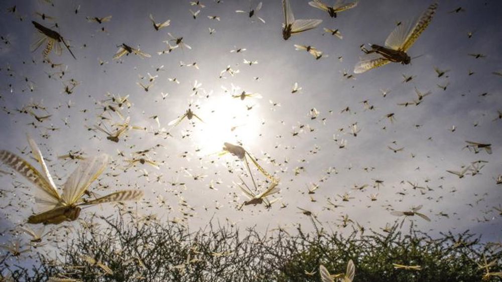 En pleine pandémie, la difficile maîtrise de l’invasion de criquets