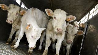 Des opportunités à saisir pour exporter des bovins Des opportunités à saisir pour exporter des bovins