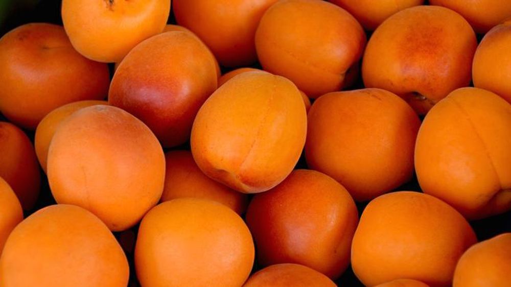 La récolte la plus faible depuis douze ans