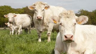 Les cours des vaches se redressent Les cours des vaches se redressent