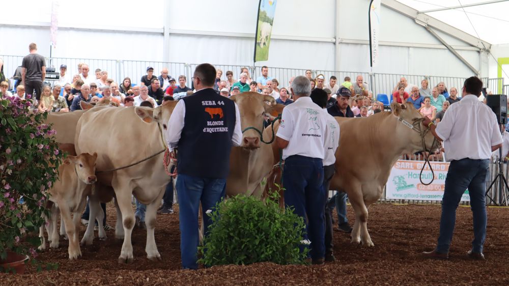 Plus de 400 bovins adultes et 50 veaux répartis dans 47 sections étaient en lice, à Mayenne (Pays de la Loire), du 22 au 24 juillet 2022. 