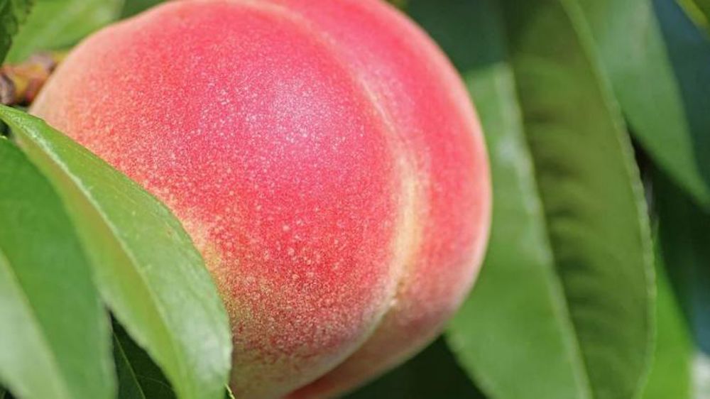 L’offre réduite fait grimper les cours de la pêche