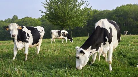Pour ou contre une exception agricole bretonne ? Pour ou contre une exception agricole bretonne ?