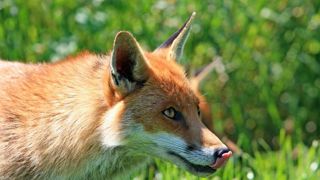 400 000 signatures pour protéger le renard 400 000 signatures pour protéger le renard