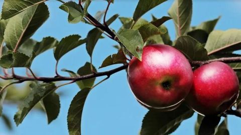 La récolte de 2020 est prévue en net repli La récolte de 2020 est prévue en net repli