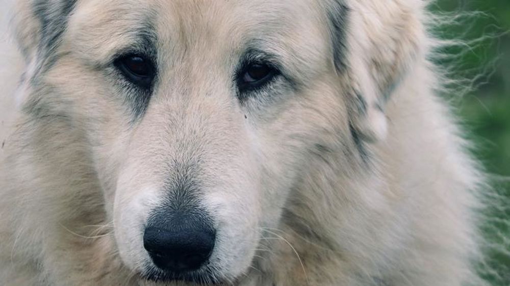 « J’ai quitté l’estive au bout d’une semaine »