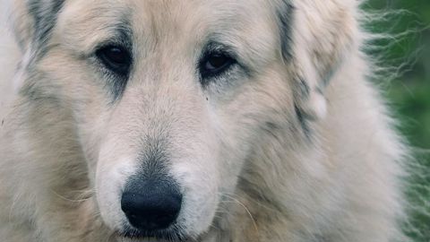 « J’ai quitté l’estive au bout d’une semaine » « J’ai quitté l’estive au bout d’une semaine »