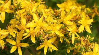 Alerte au millepertuis toxique Alerte au millepertuis toxique