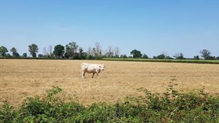 Coup de chaud sur les prairies Coup de chaud sur les prairies