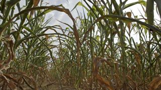 Début des ensilages de maïs dès la mi-août Début des ensilages de maïs dès la mi-août