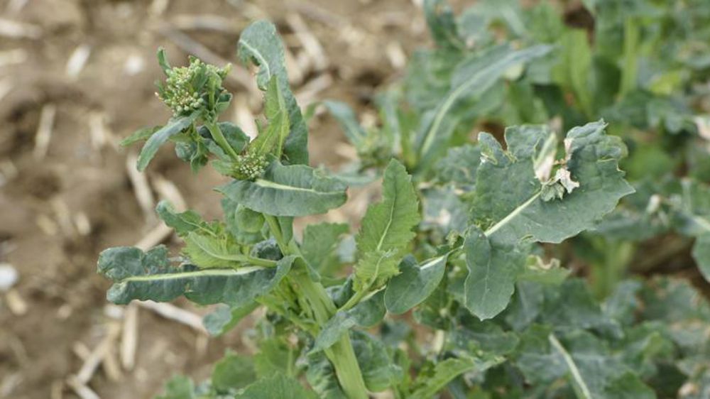 « On ne sait pas par quoi remplacer le colza »