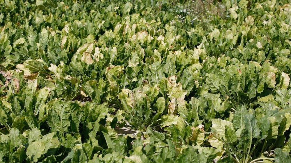 18 organisations en guerre contre la dérogation sur betteraves