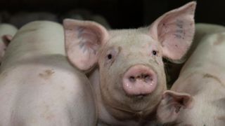 La consommation mondiale de viande reculerait de 3 % La consommation mondiale de viande reculerait de 3 %